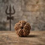 7 Mukhi Rudraksha (Nepali) Abhimantrit