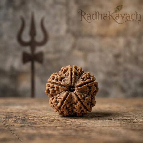 7 Mukhi Rudraksha (Nepali) Abhimantrit